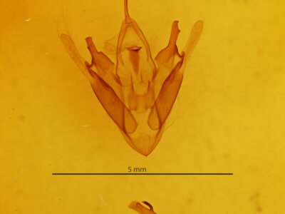 genitalia view of adult Abriesa derna