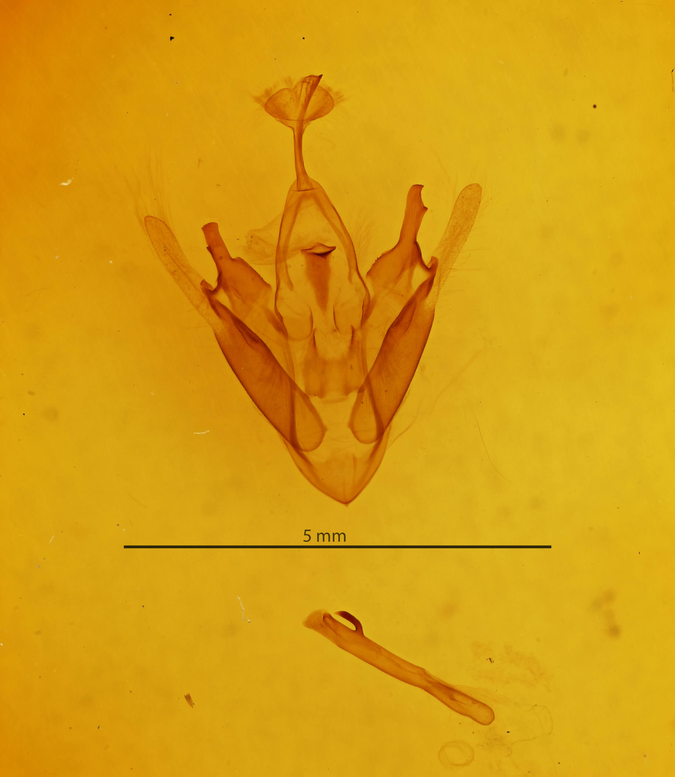 genitalia view of adult Abriesa derna