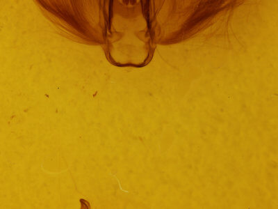 genitalia view of adult Anomis flava