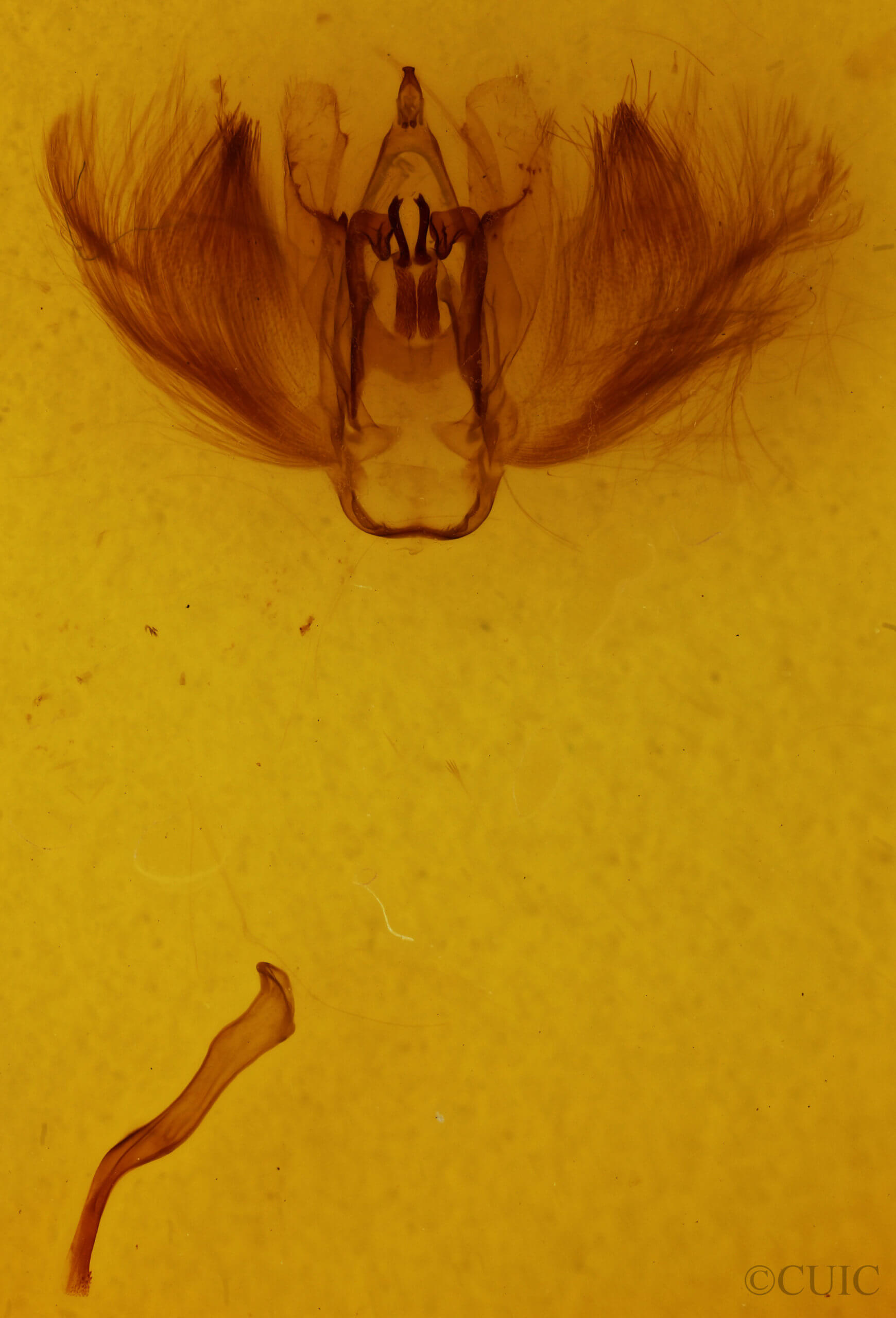 genitalia view of adult Anomis flava