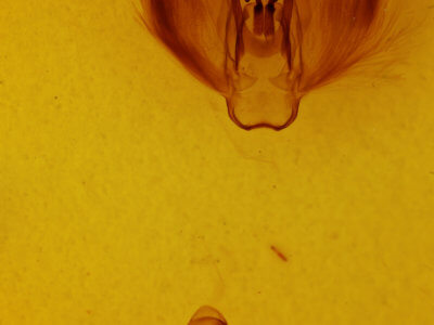 genitalia view of adult Tetracis