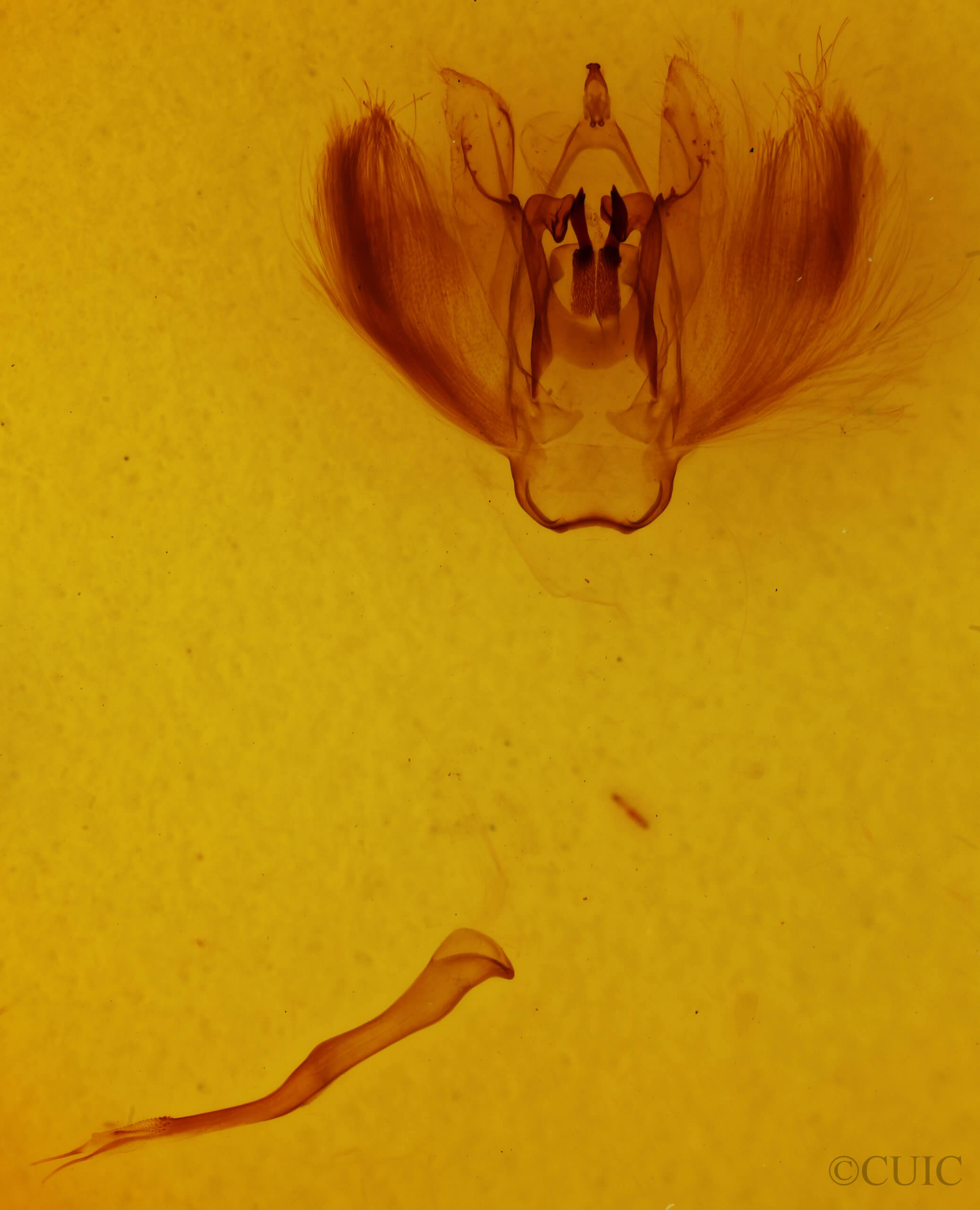 genitalia view of adult Tetracis