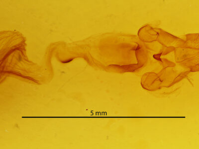 genitalia view of adult Rusicada privata