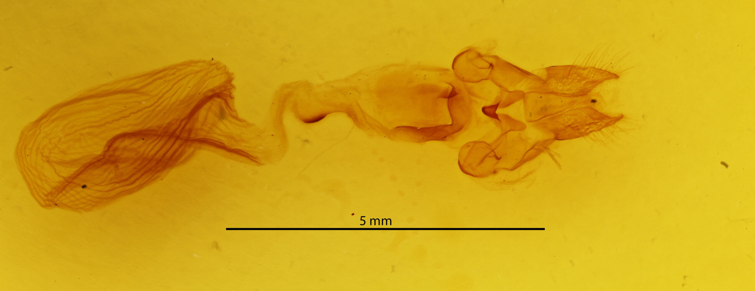 genitalia view of adult Rusicada privata
