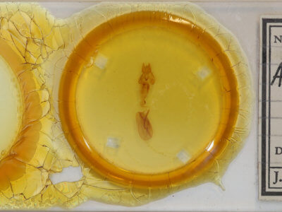 slide view of adult Rusicada privata