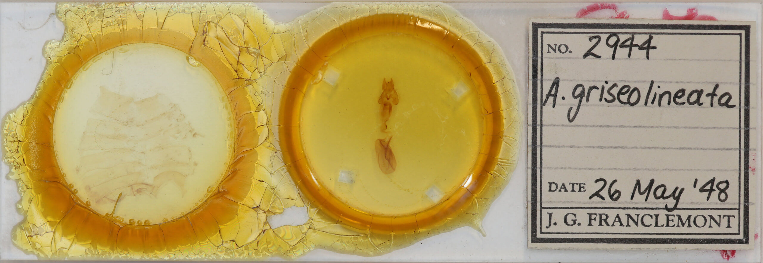 slide view of adult Rusicada privata