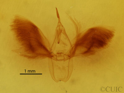 genitalia view of adult Anomis impasta