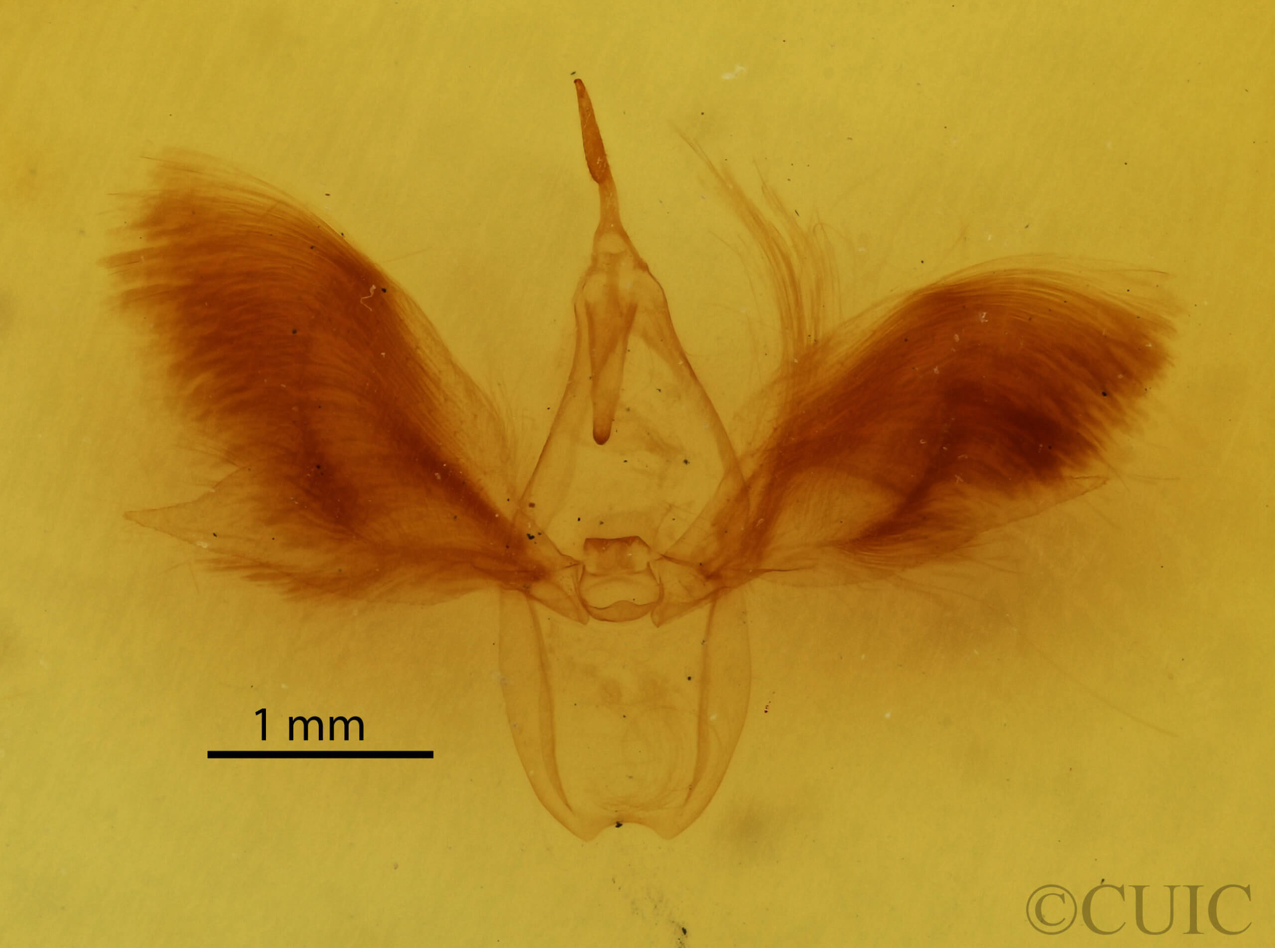genitalia view of adult Anomis impasta