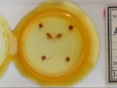 slide view of adult Anomis impasta