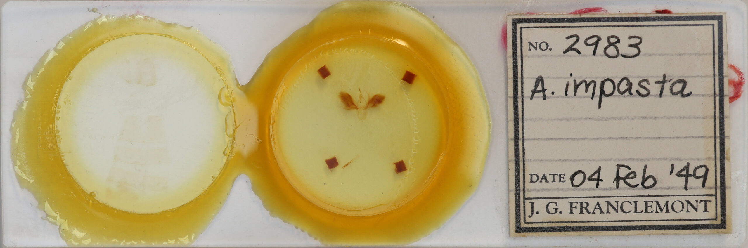 slide view of adult Anomis impasta