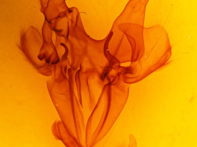 genitalia view of adult Ophiusa disjungens