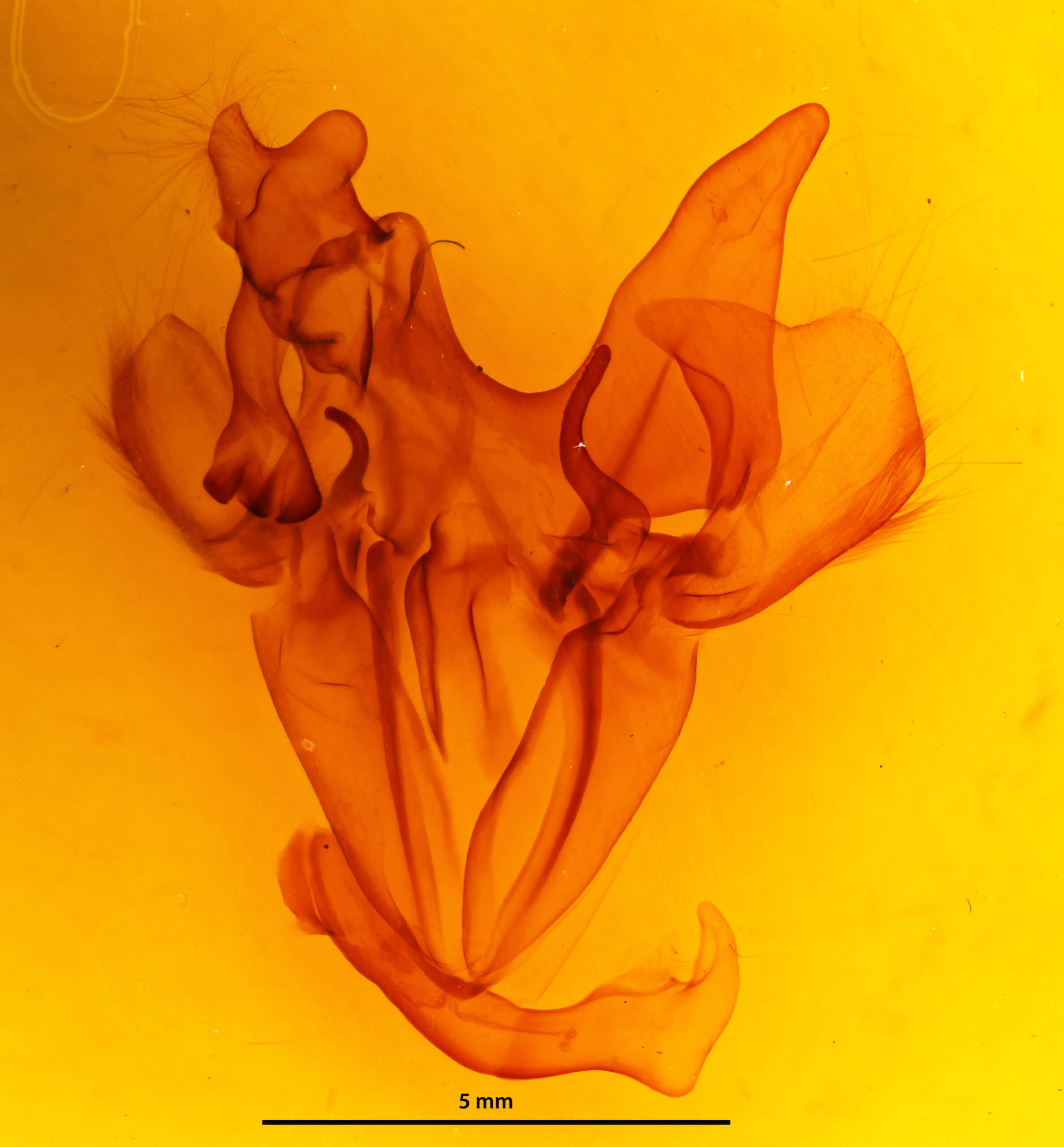 genitalia view of adult Ophiusa disjungens