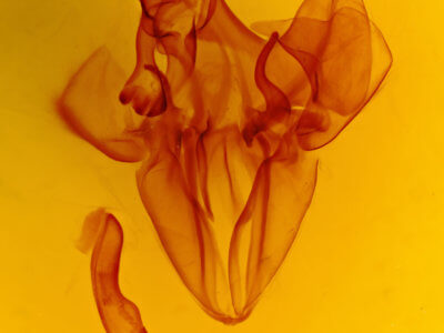 genitalia view of adult Ophiusa disjungens