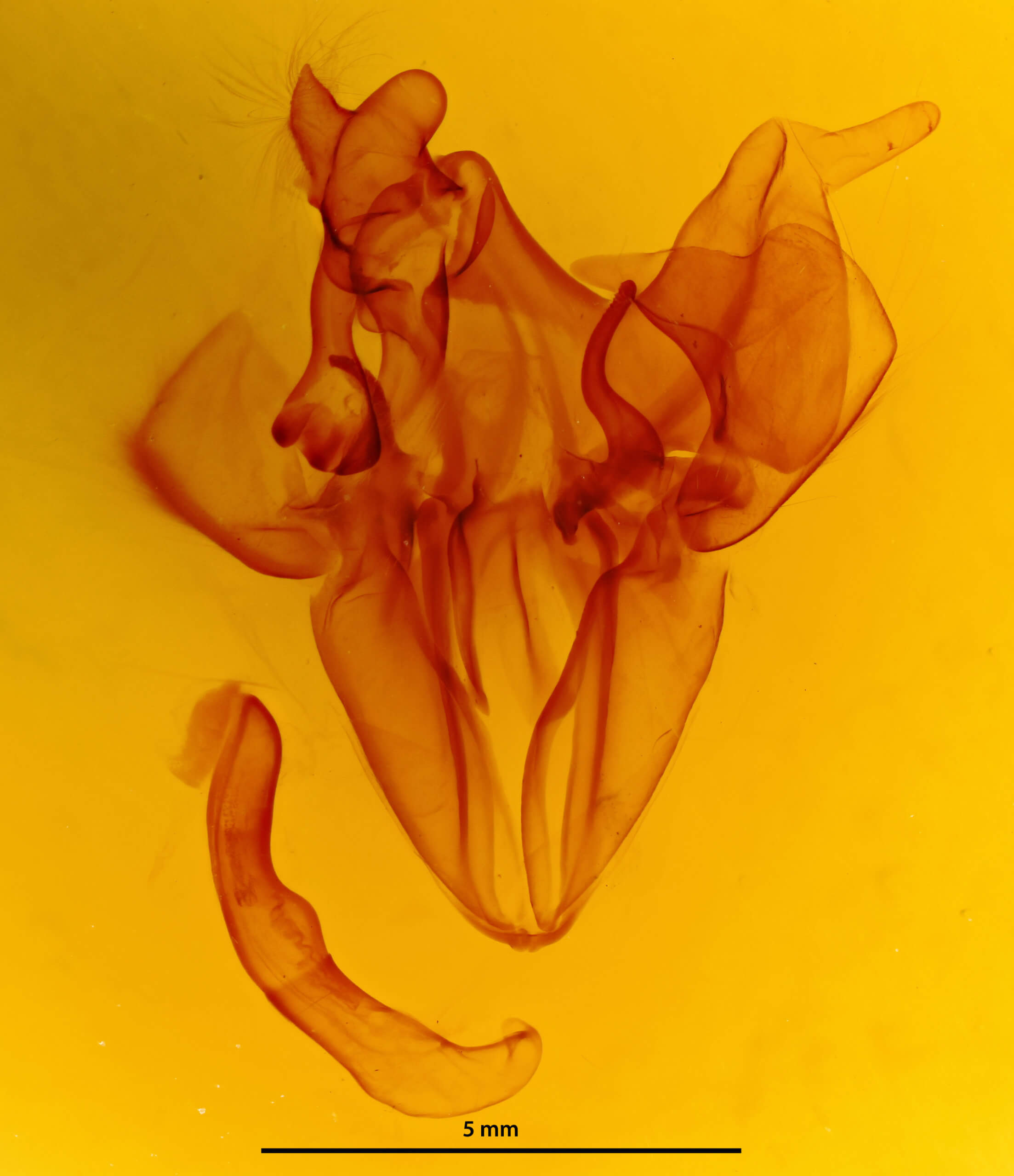 genitalia view of adult Ophiusa disjungens