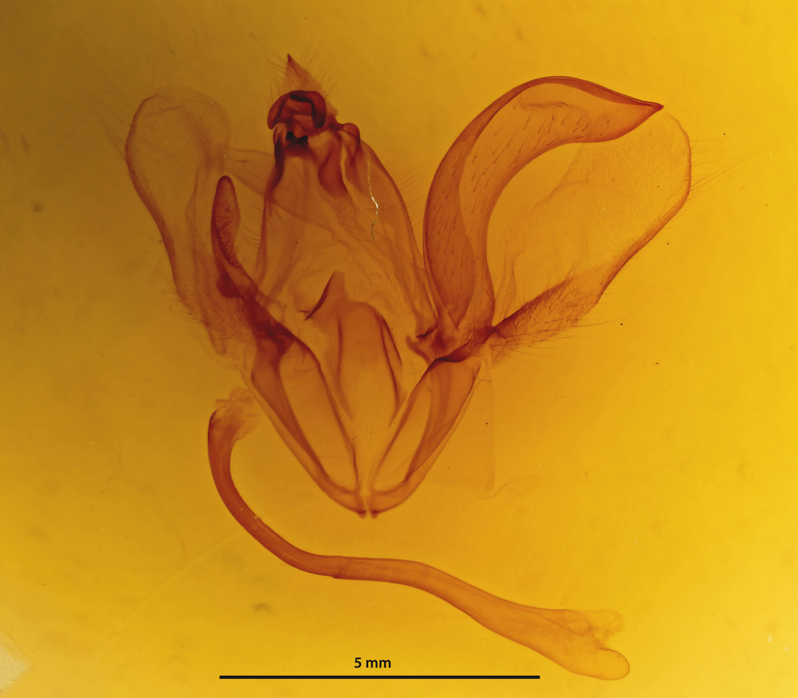 genitalia view of adult Ophiusa parcemula