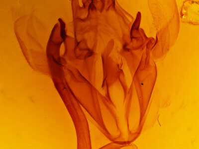 genitalia view of adult Ophiusini tirhaca