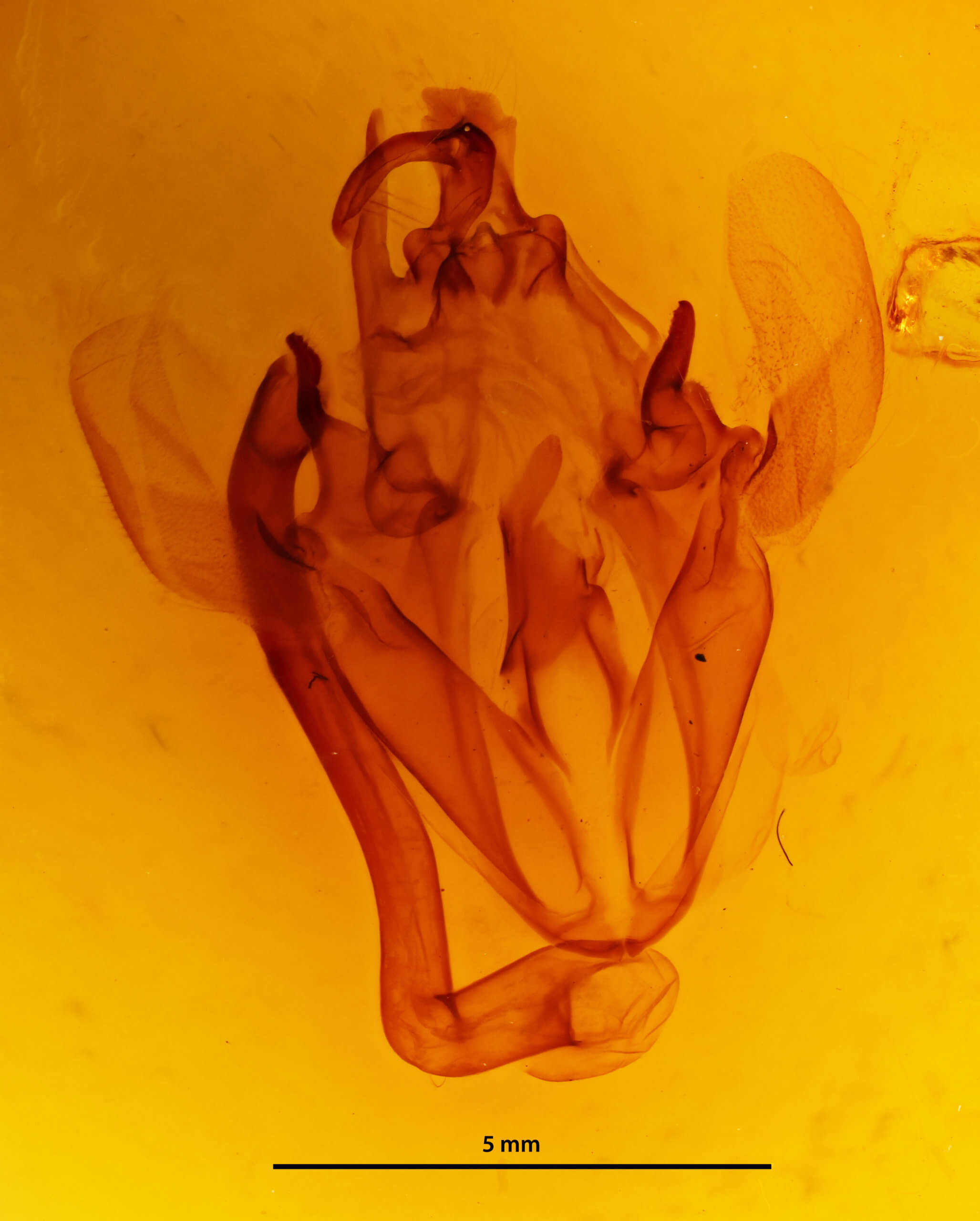 genitalia view of adult Ophiusini tirhaca