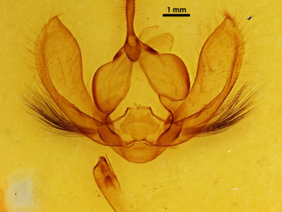 genitalia view of adult Ophiusa trapezium