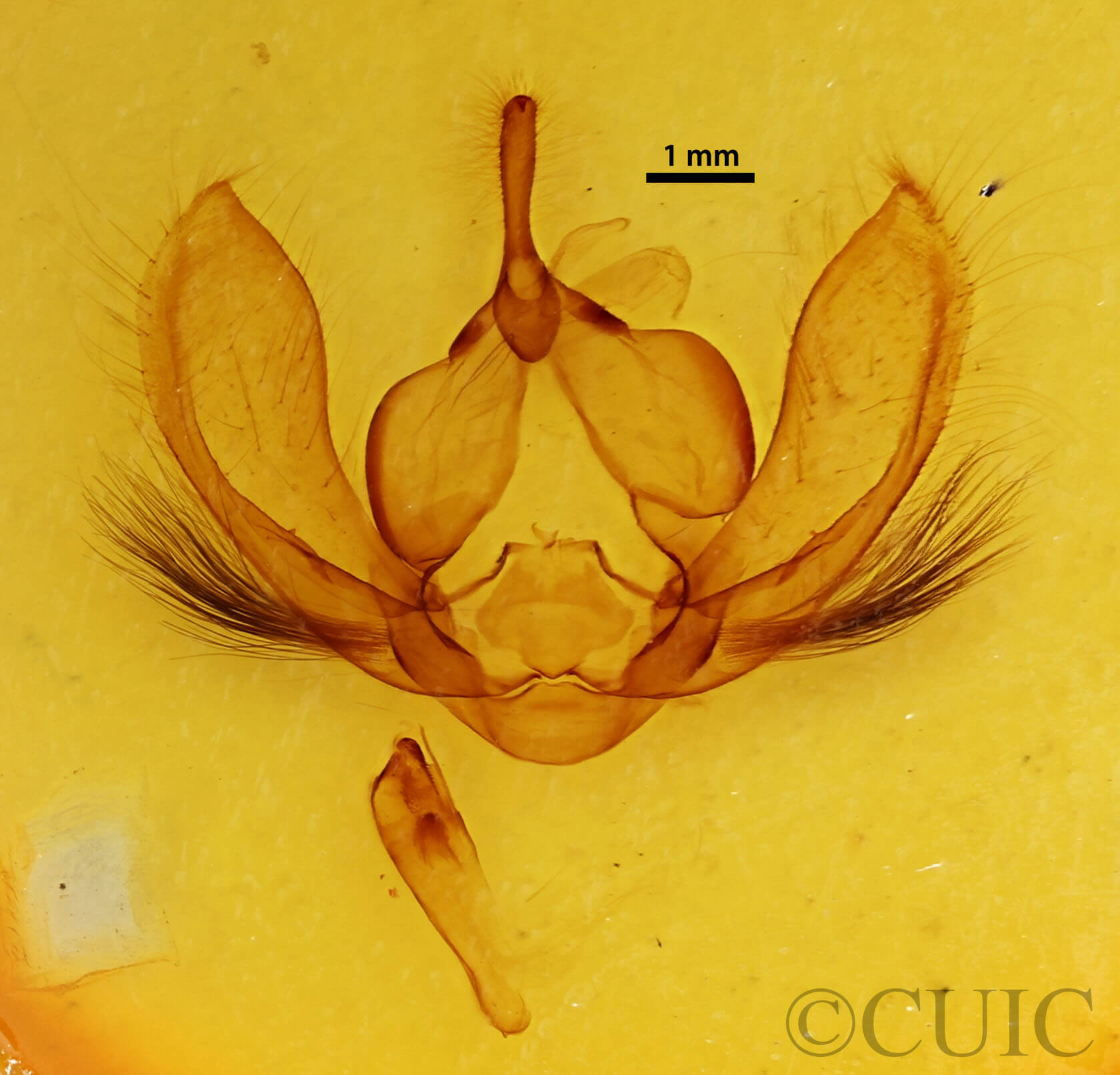 genitalia view of adult Ophiusa trapezium