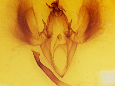 genitalia view of adult Ophiusa trapezium