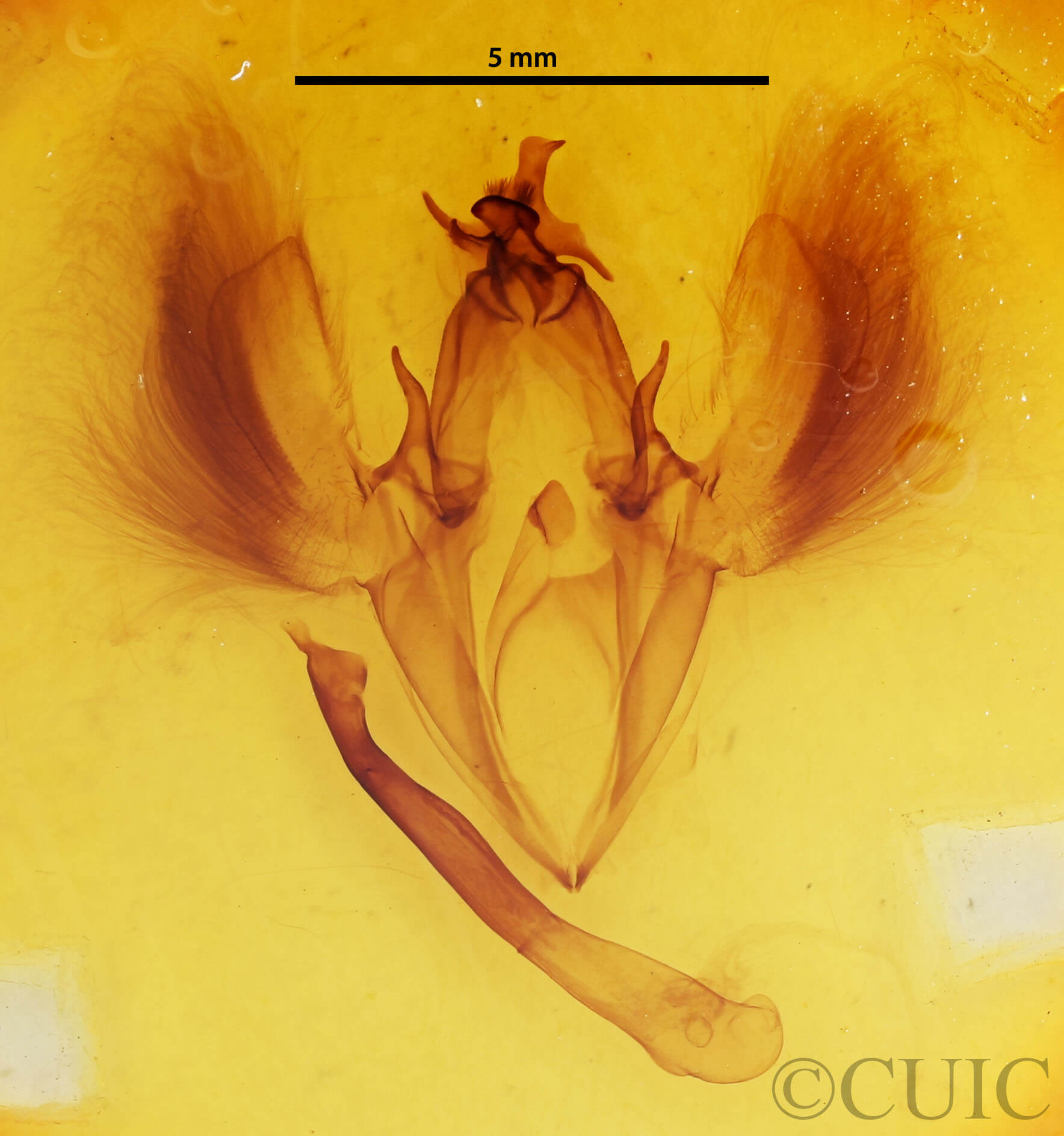 genitalia view of adult Ophiusa trapezium