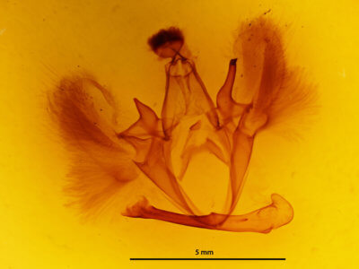 genitalia view of adult Ophiusa triphaenoides