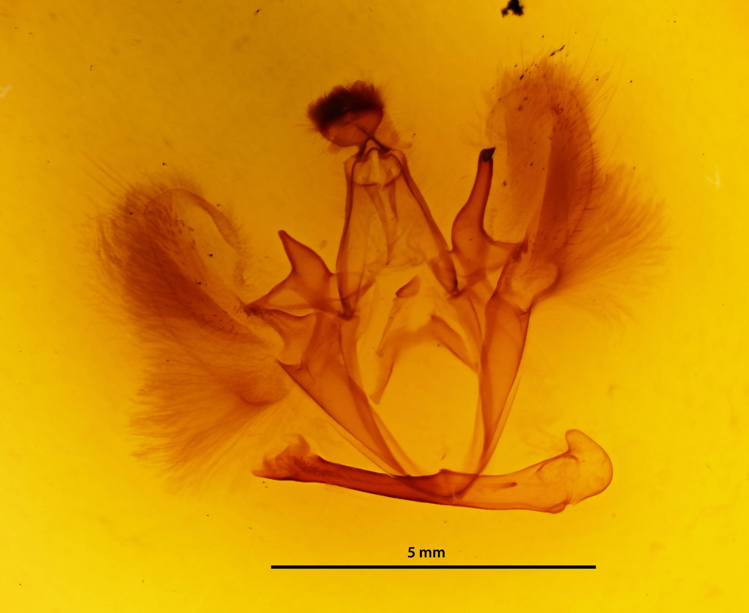 genitalia view of adult Ophiusa triphaenoides