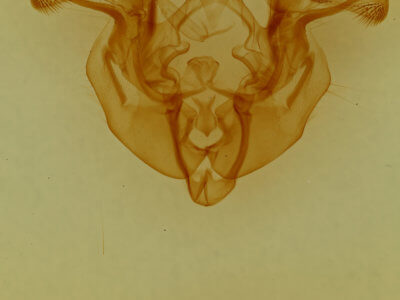 genitalia view of adult Apamea helva