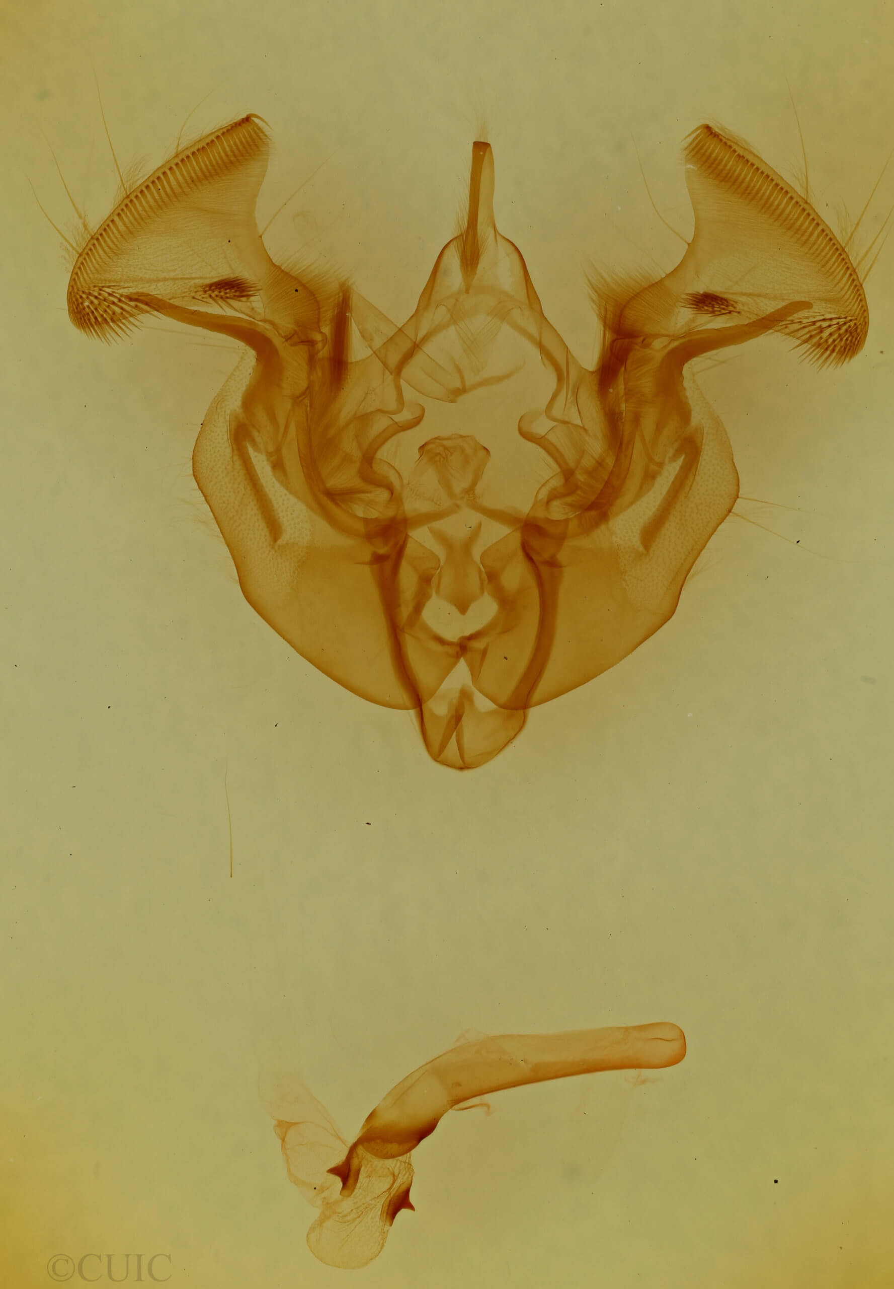 genitalia view of adult Apamea helva