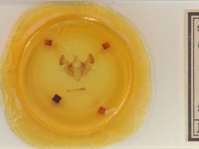 slide view of adult Apamea mixta