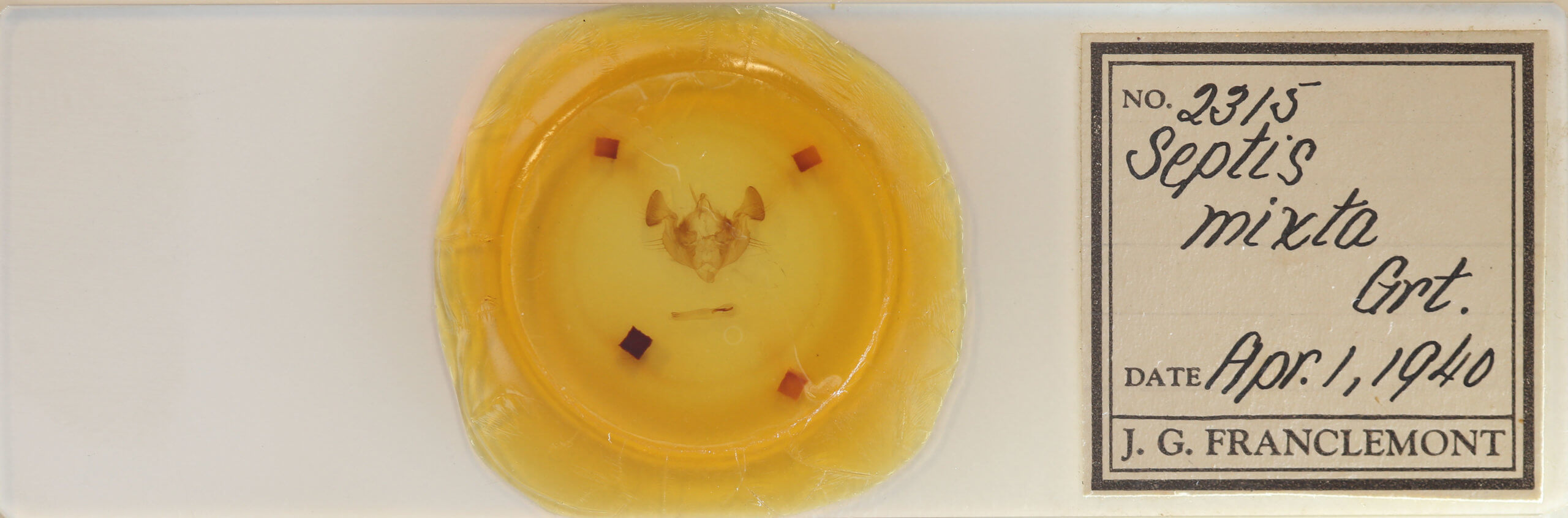 slide view of adult Apamea mixta