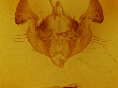 genitalia view of adult Apamea mixta