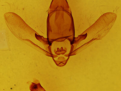 genitalia view of adult Apatelodes