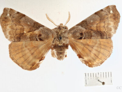 dorsal view of adult Apatelodes adrastia