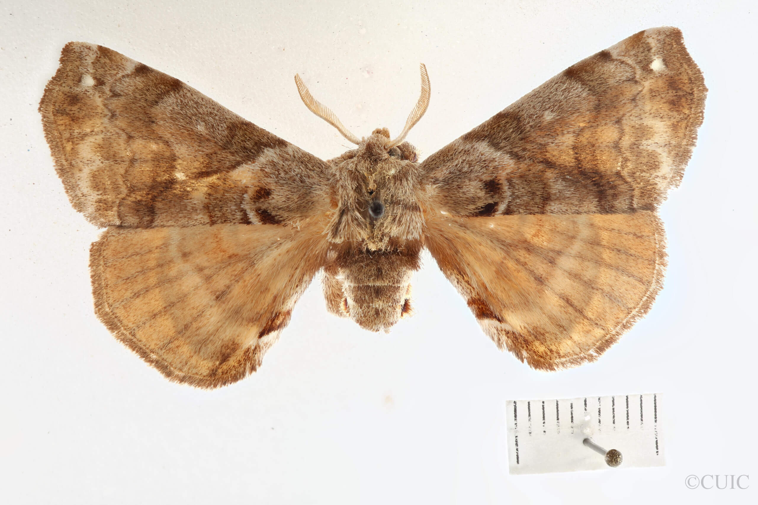 dorsal view of adult Apatelodes adrastia