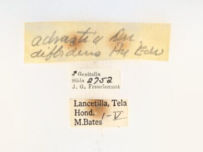 label view of Apatelodes adrastia