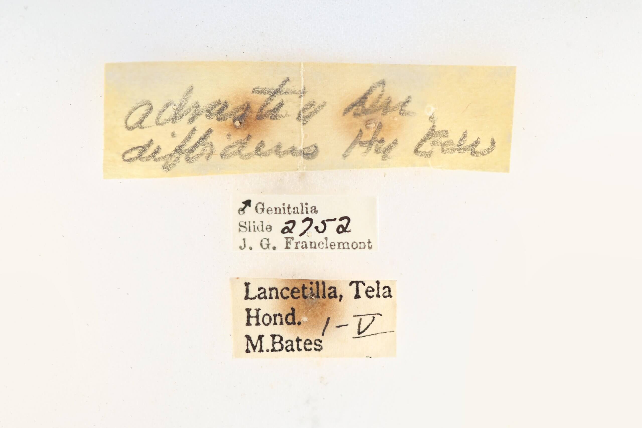 label view of Apatelodes adrastia