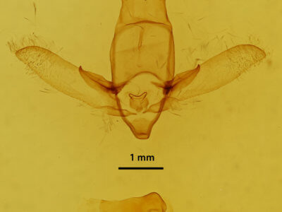 genitalia view of adult Apatelodes albipunctata