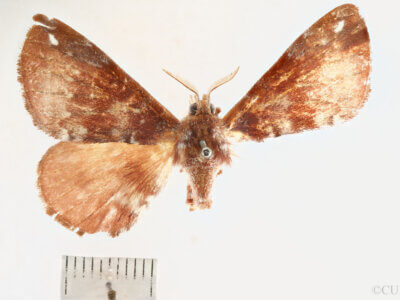 dorsal view of adult Apatelodes albipunctata