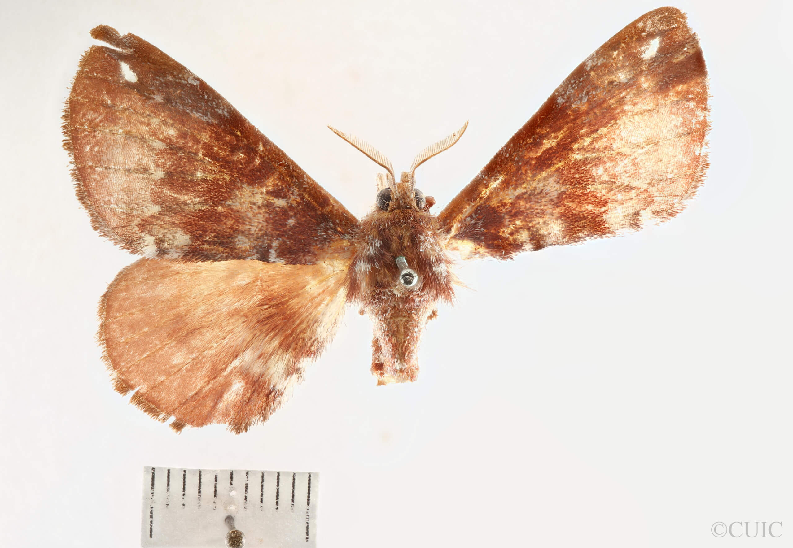 dorsal view of adult Apatelodes albipunctata