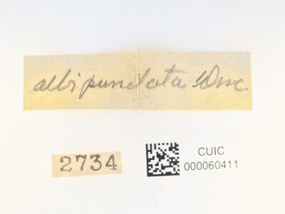 label view of Apatelodes albipunctata