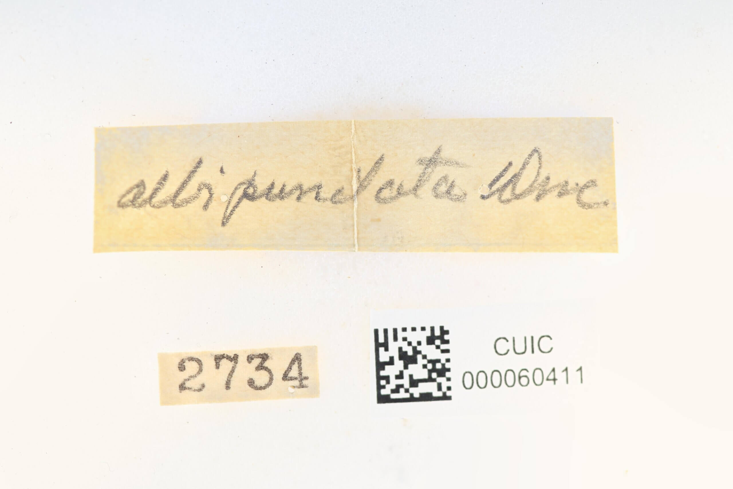label view of Apatelodes albipunctata