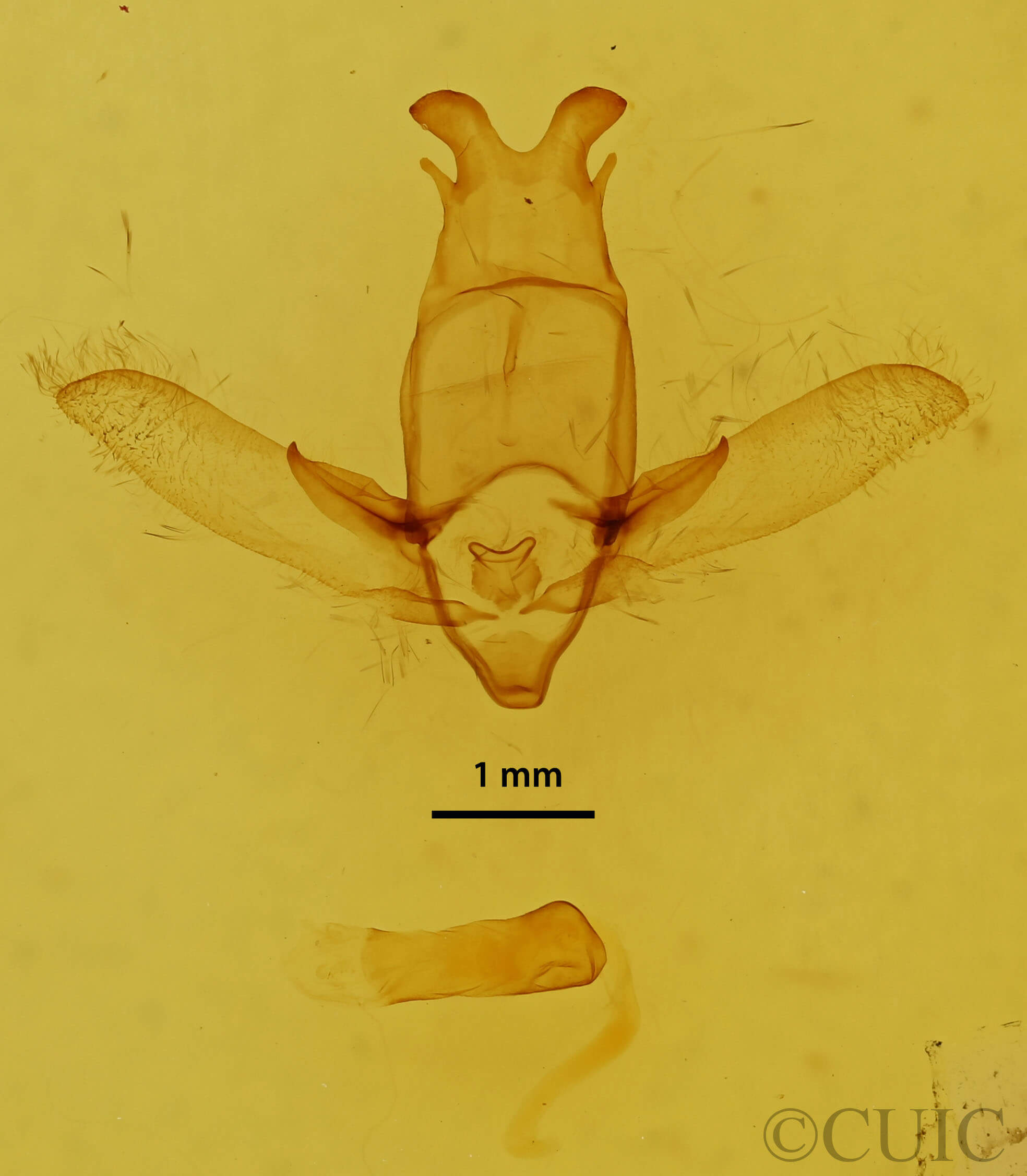 genitalia view of adult Apatelodes albipunctata