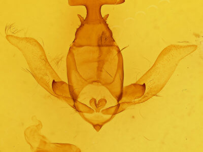 genitalia view of adult Apatelodes diana