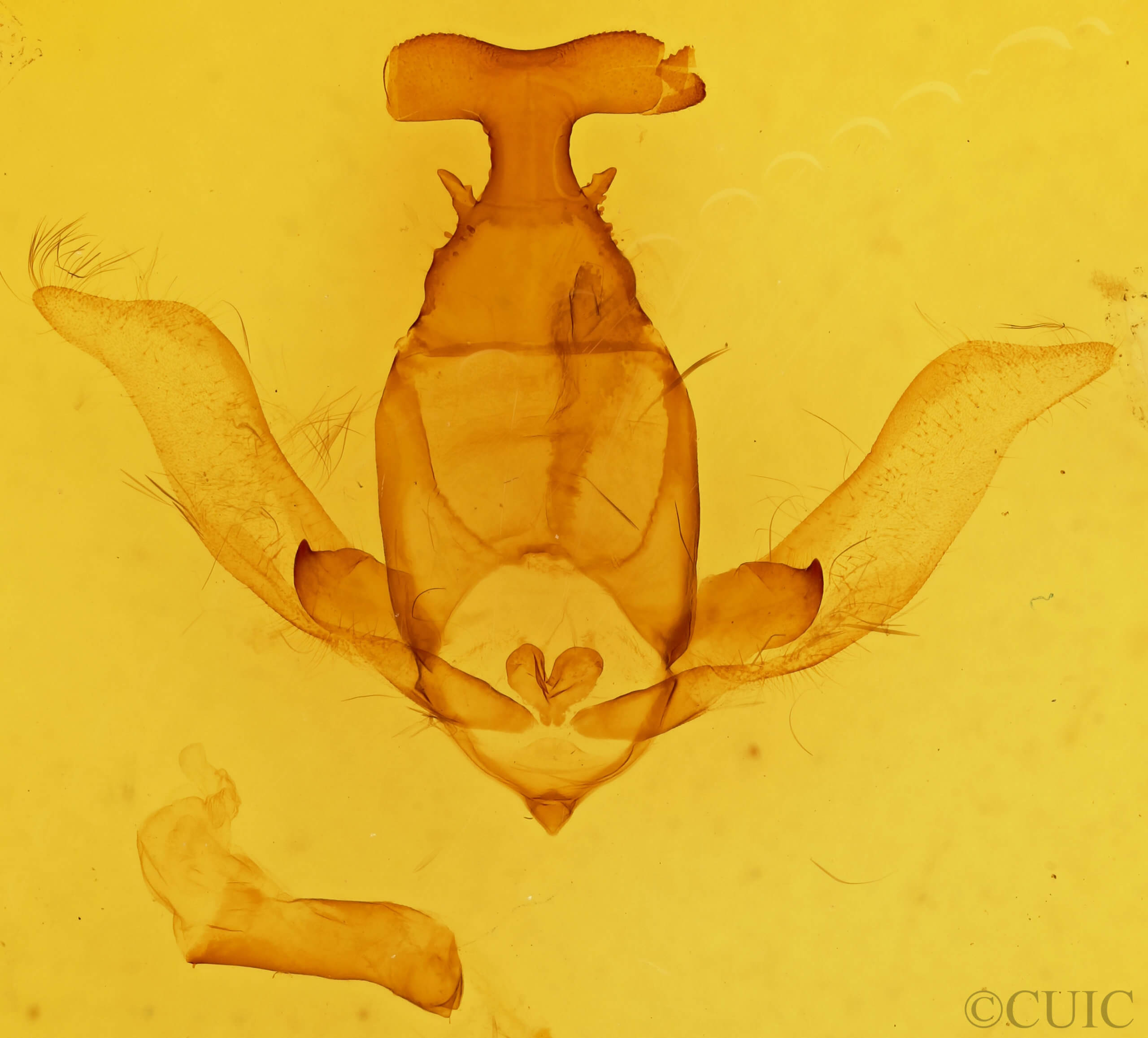 genitalia view of adult Apatelodes diana