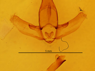 genitalia view of adult Apatelodes adrastia