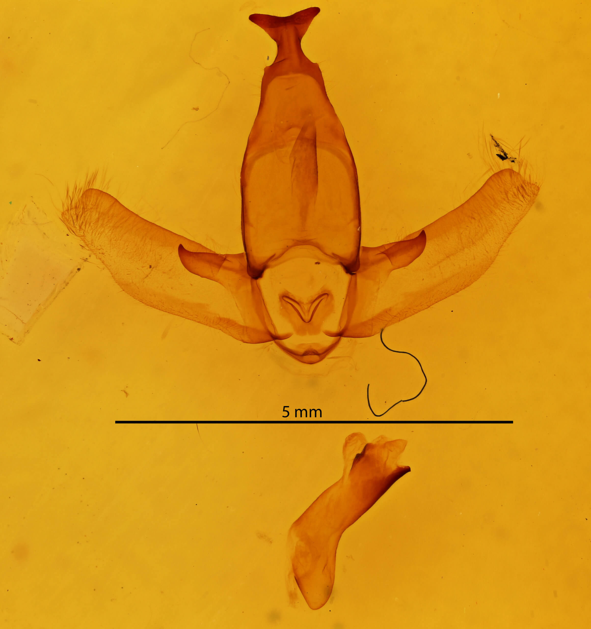 genitalia view of adult Apatelodes adrastia