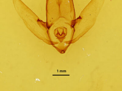 genitalia view of adult Apatelodes firmiana
