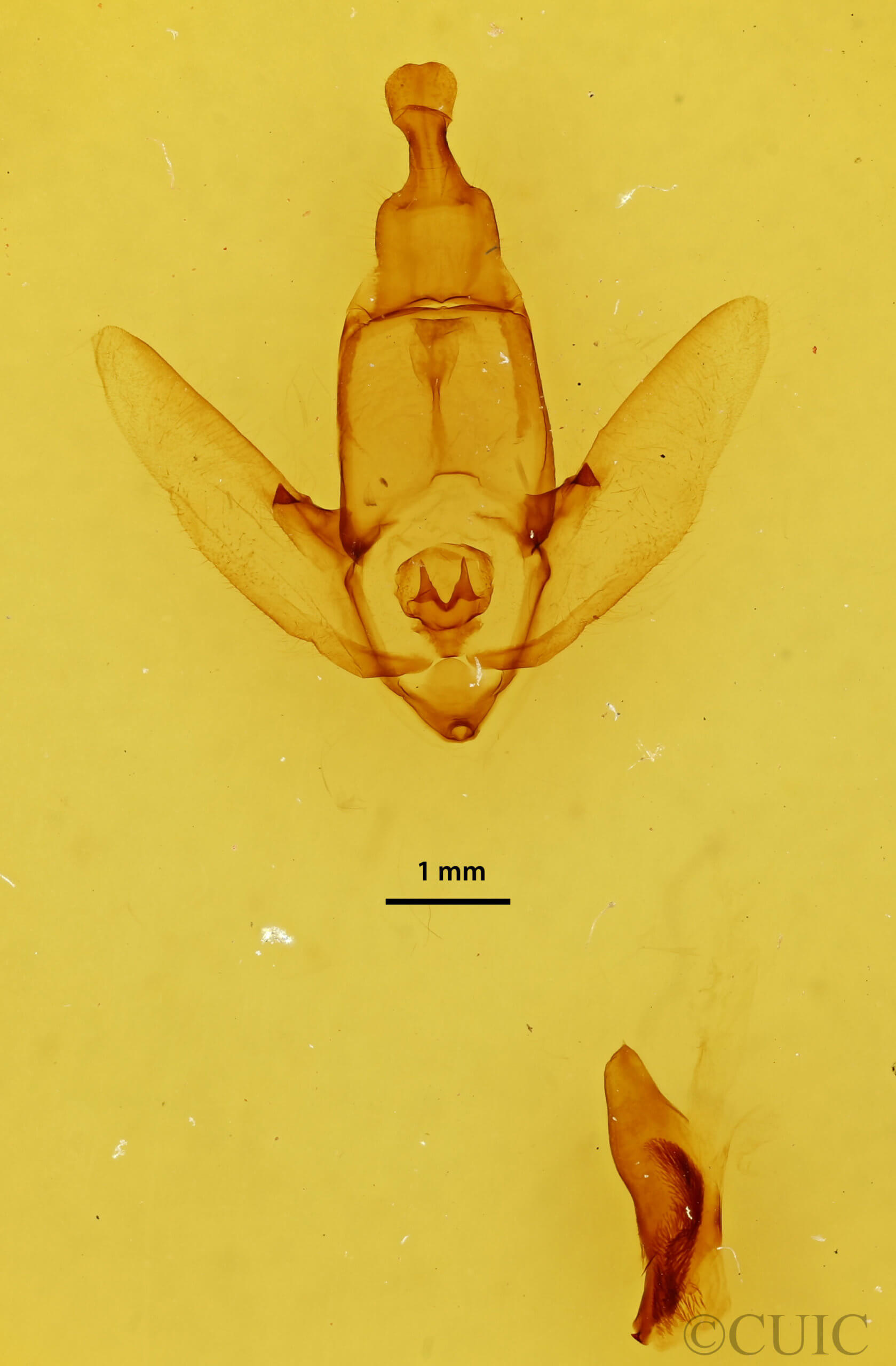 genitalia view of adult Apatelodes firmiana