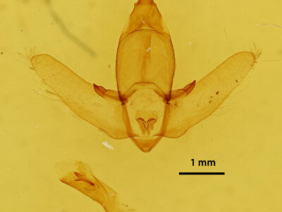 genitalia view of adult Apatelodes floranica?
